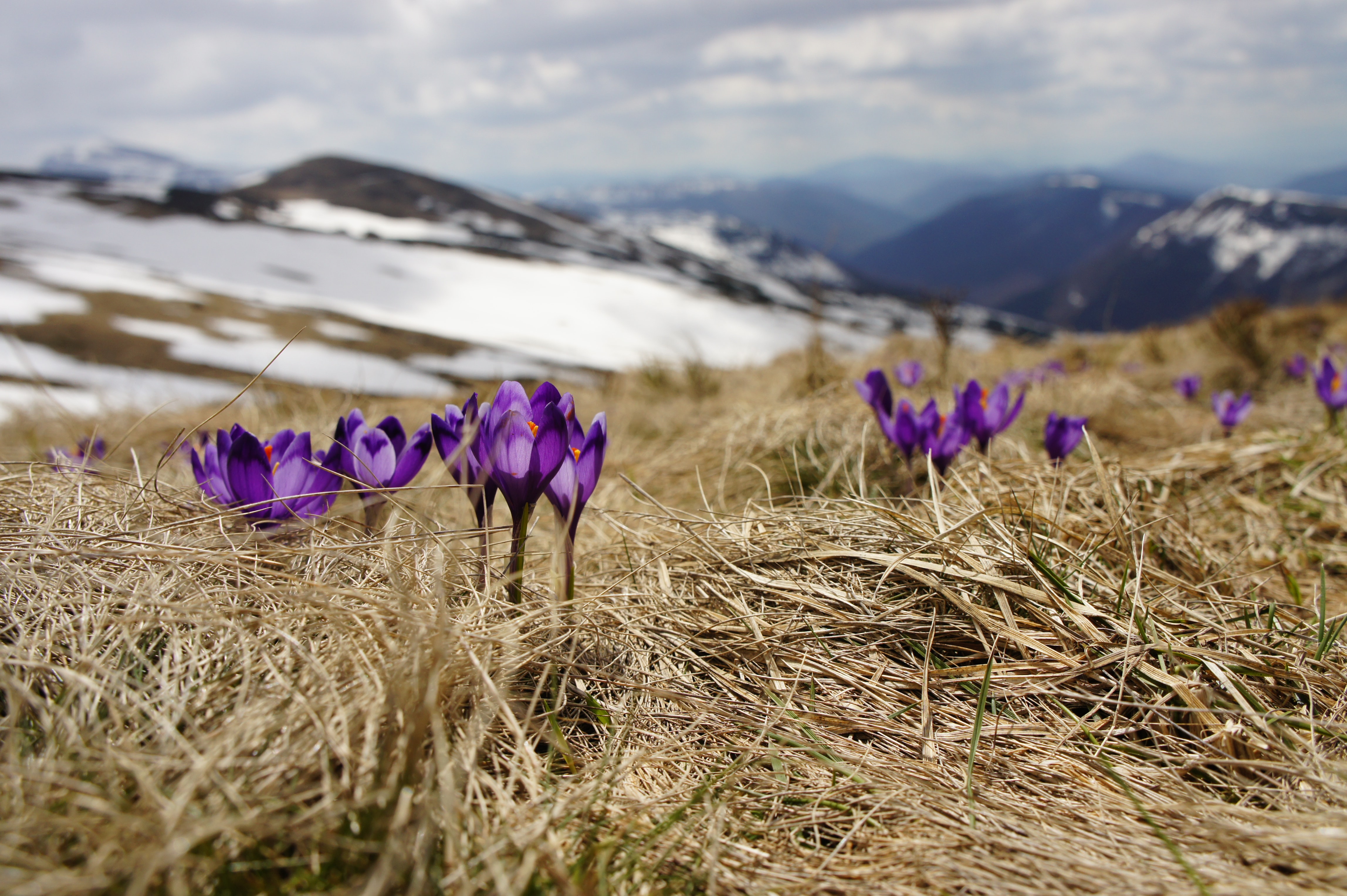 spring flowers