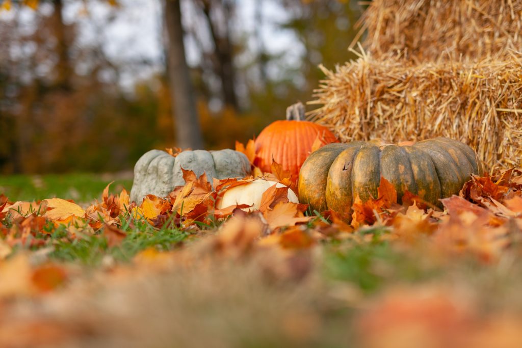 decorating for Thanksgiving