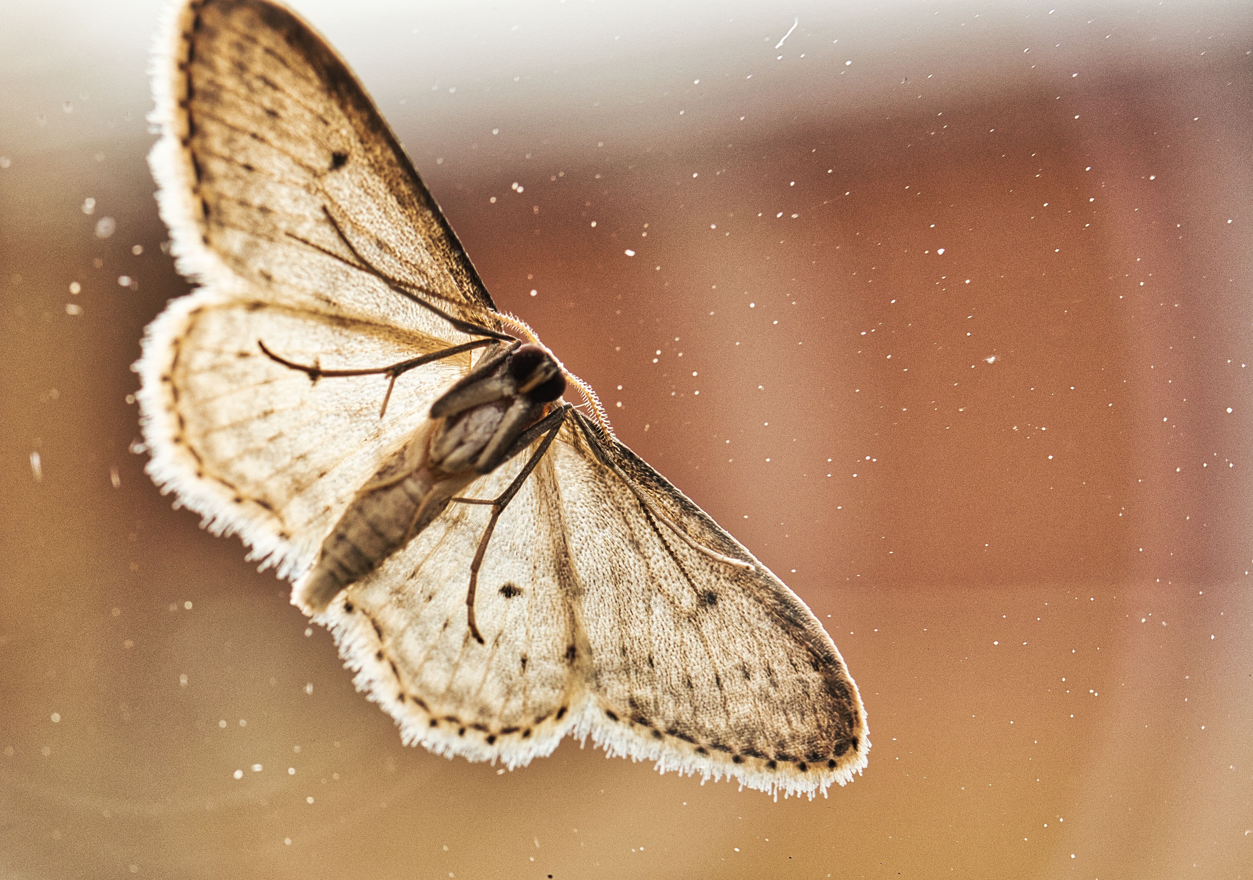 SAY GOODBYE TO CLOTHES MOTHS WITH THESE 4 NATURAL SOLUTIONS! – Only Hangers  Inc.