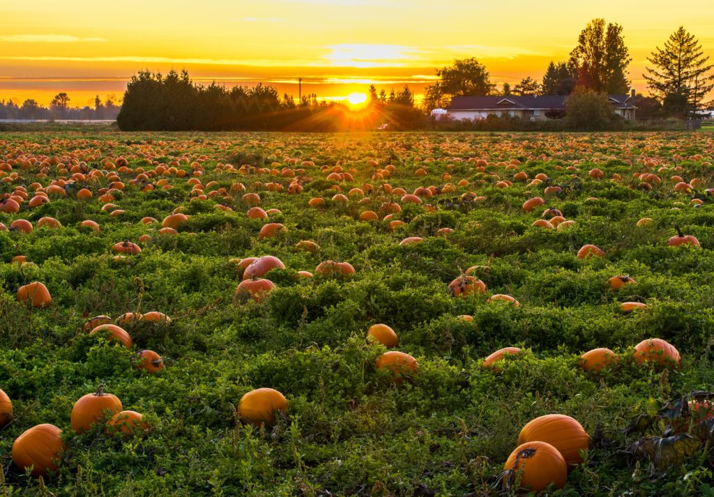 Field of dreams for decorating with pumpkins.