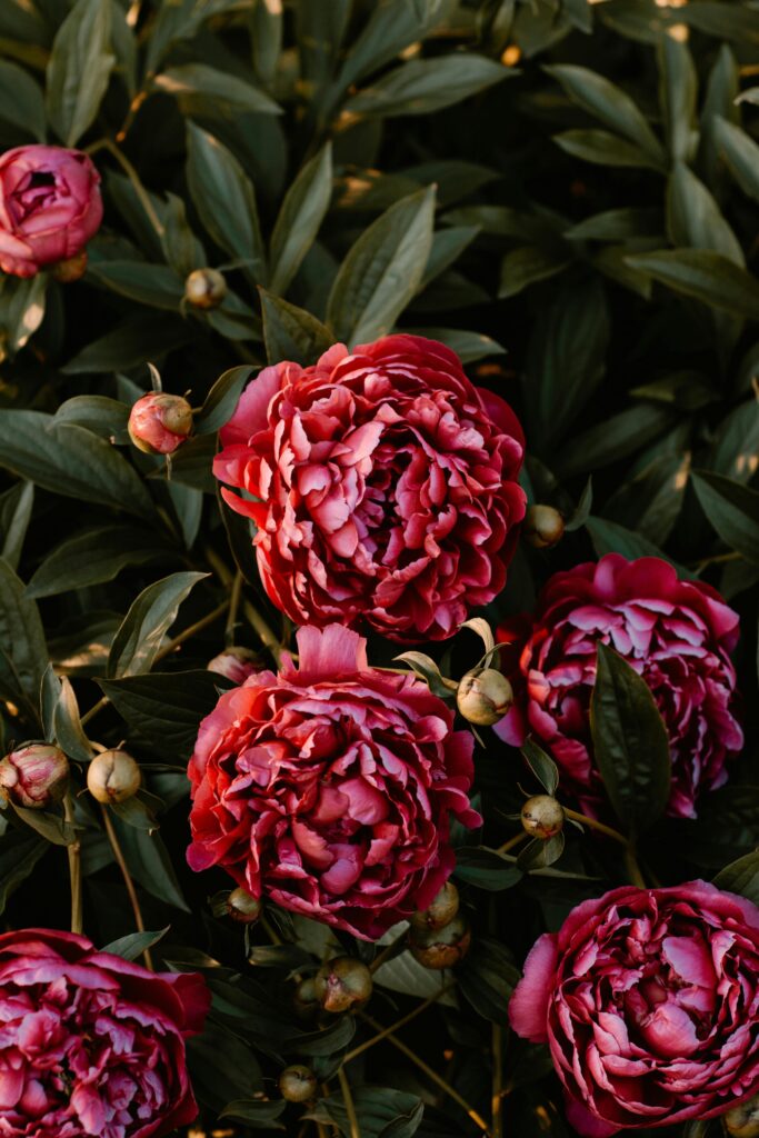 tricks to make peonies last
