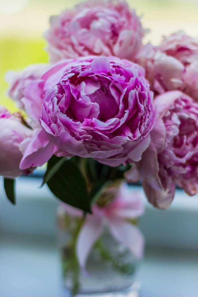 tricks to make peonies last
