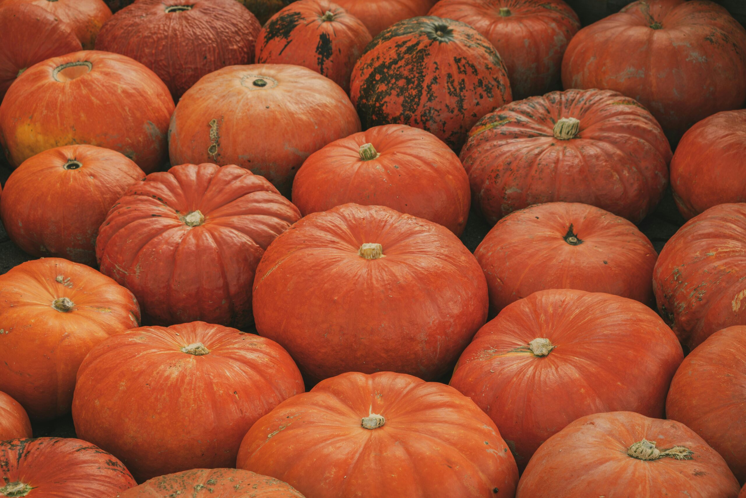 Fall comfort foods
