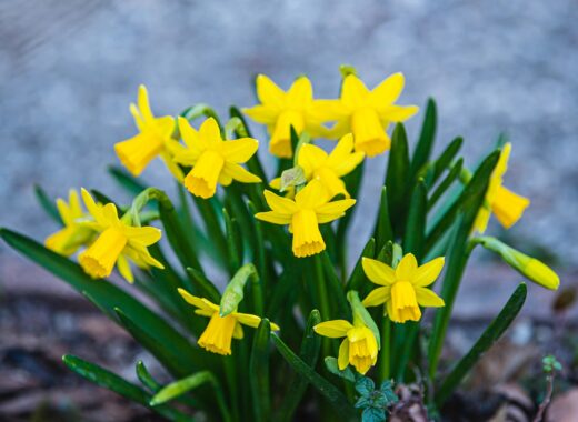 refresh decor for spring