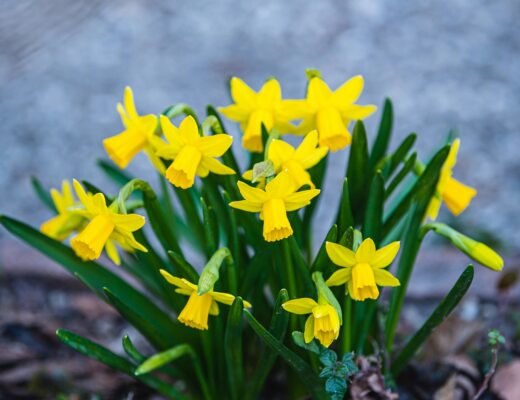 refresh decor for spring