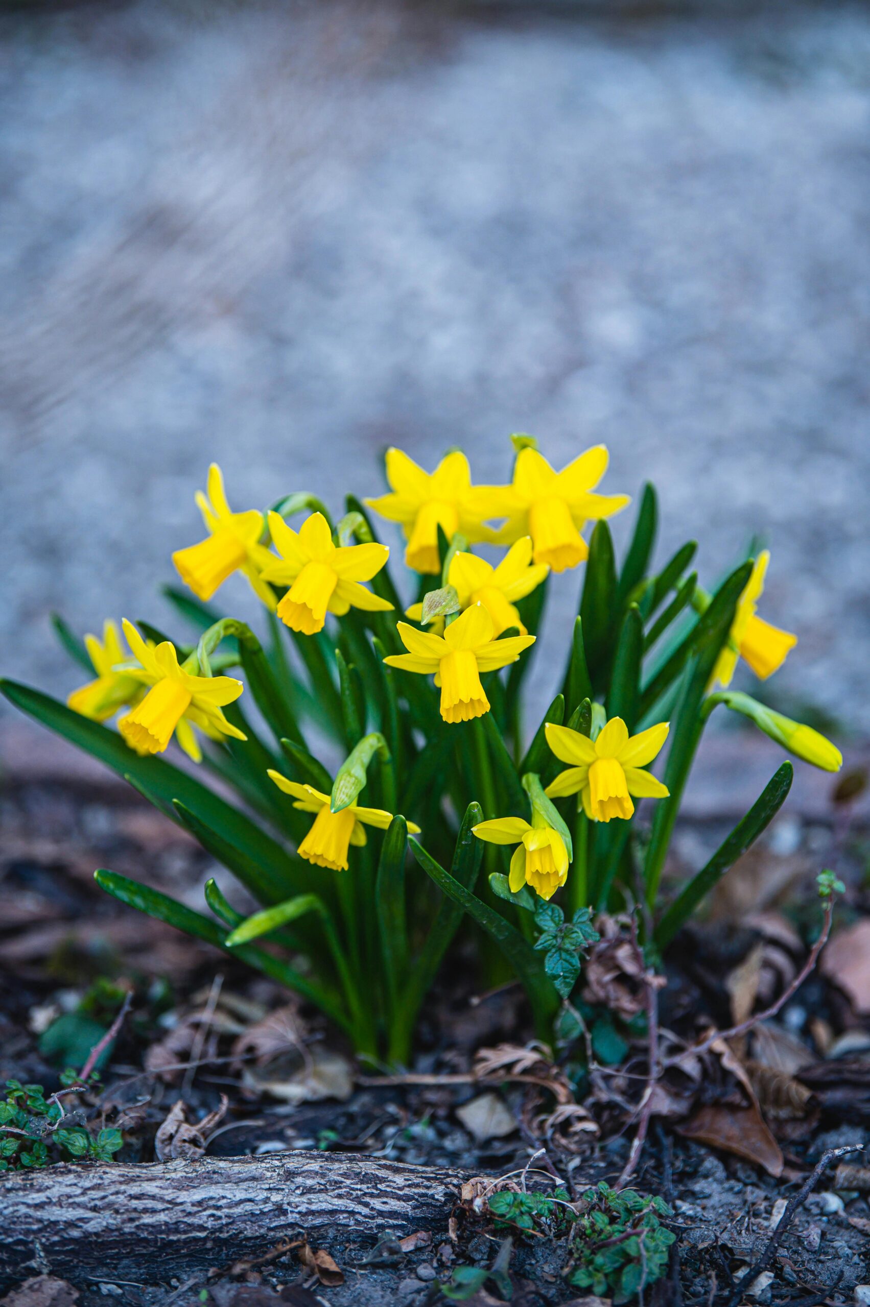 refresh decor for spring