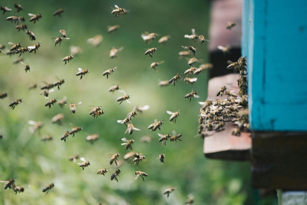 Help The Honey Bee