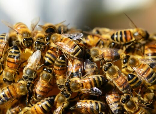 how to help honey bee