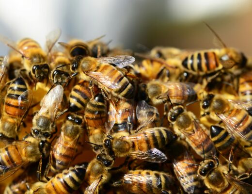 how to help honey bee