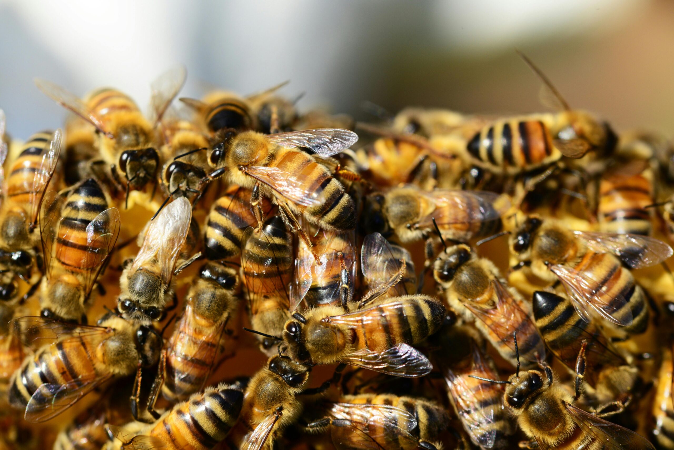 how to help honey bee