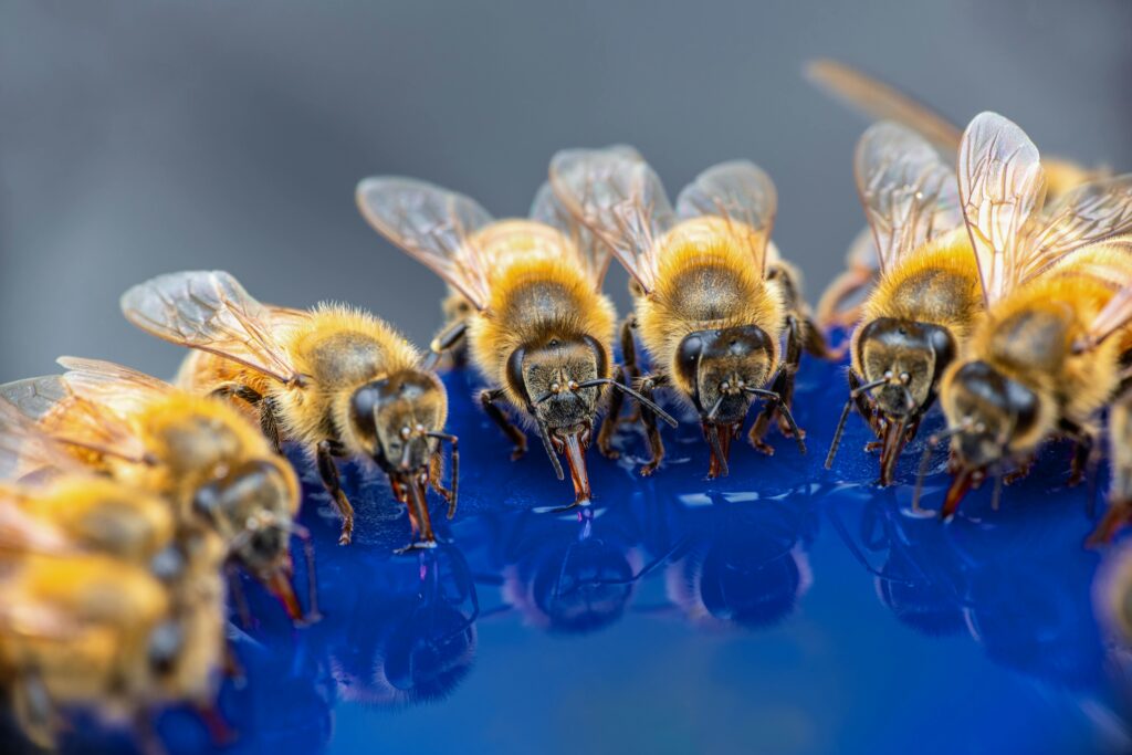 Help the honey bee
